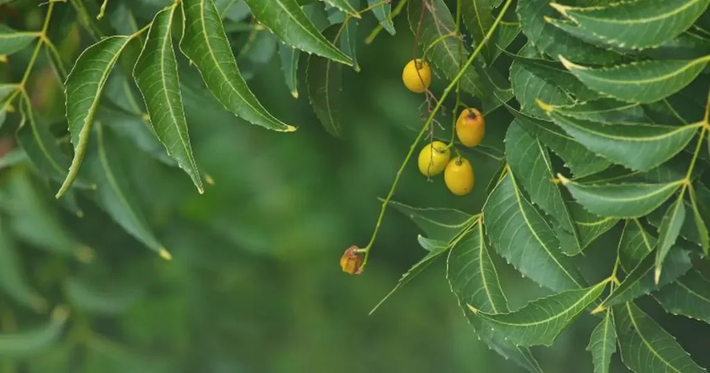 la neem tri gau